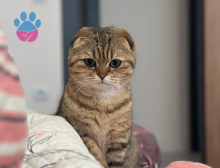 Altın Güzellik Nala, Eşini Arıyor!