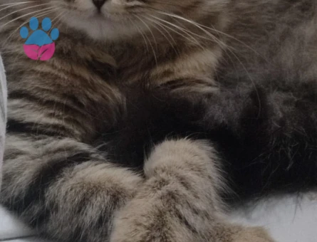 Kızgınlık döneminde kızıma koca ariom;)