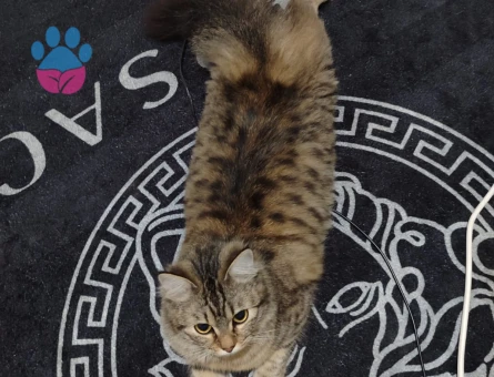 Kızgınlık döneminde kızıma koca ariom;)