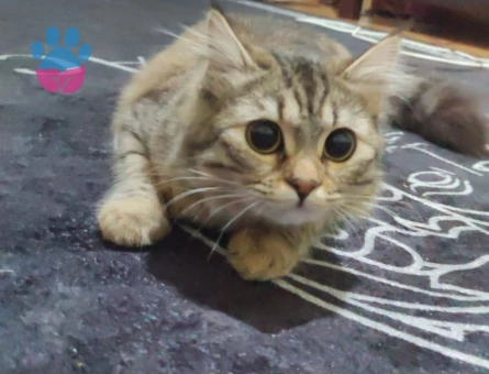 Kızgınlık döneminde kızıma koca ariom;)