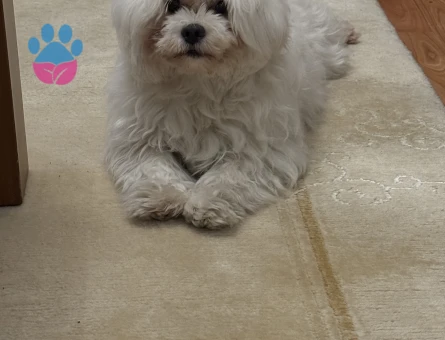 Oğlumuza sakin kapris yapmayan eş arıyoruz