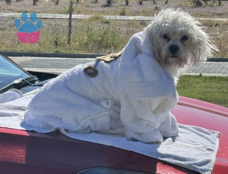 Oğlumuza sakin kapris yapmayan eş arıyoruz