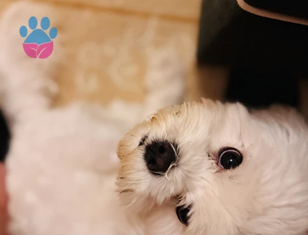 Oğlumuza sakin kapris yapmayan eş arıyoruz