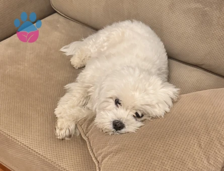 Oğlumuza sakin kapris yapmayan eş arıyoruz