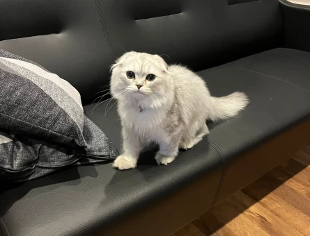 Scottish fold cinsi erkek kedimize eş arıyoruz lütfen renk uyumu olsun - 118976345