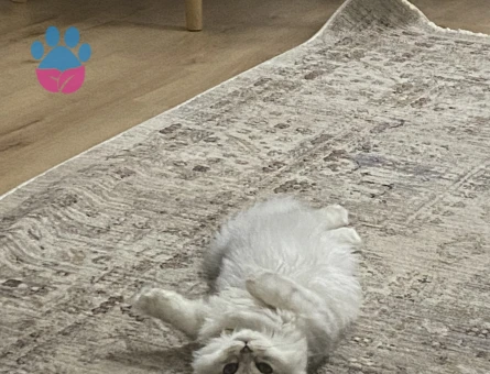 Scottish fold cinsi erkek kedimize eş arıyoruz lütfen renk uyumu olsun