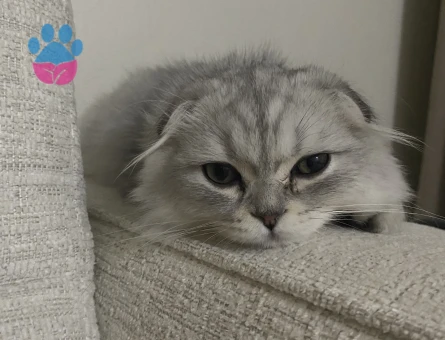Scottish fold cinsi erkek kedimize eş arıyoruz lütfen renk uyumu olsun