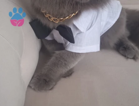 British longhair 1 Yaşında Eş Arıyor