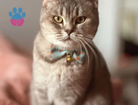 British Shorthair Dişi kedime eş arıyorum