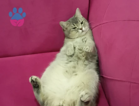 British Shorthair Dişi kedime eş arıyorum