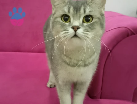 British Shorthair Dişi kedime eş arıyorum