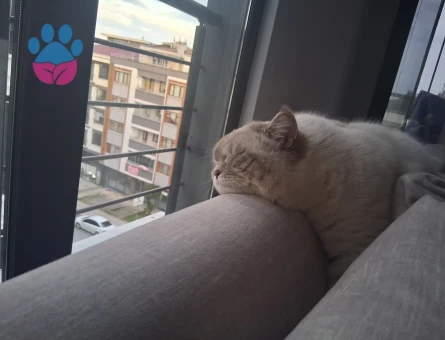 British Shorthair 1 Yaşında Kedim Eş Arıyor