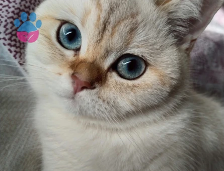 British Prensesim Cekuya tecrübeli British eş arıyorum