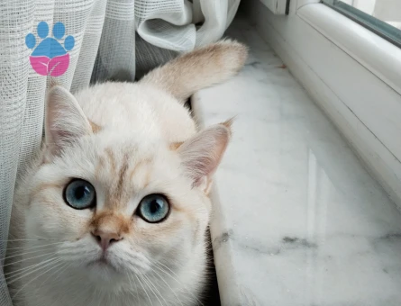 British Prensesim Cekuya tecrübeli British eş arıyorum