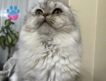 Asil kizimiza Erkek es arıyoruz