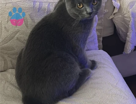 British Shorthair Mia Eş Arıyor