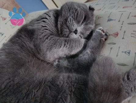 Scottish Fold 1,5 Yaşında Eş Arıyor