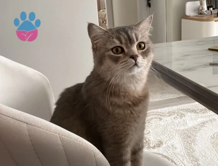 British Shorthair 1,5 Yaşında Oğlumuza Eş Arıyoruz
