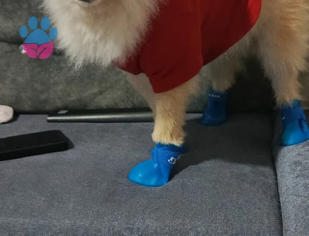 Poomeranian Boo 3 Yaşında Eş Arıyor