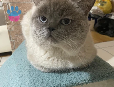 British Shorthair 1 Yaşında Eş Arıyor