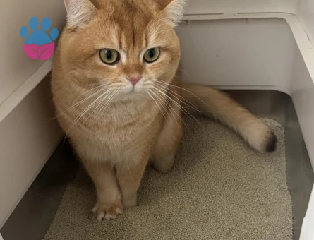 Kızgınlıkta British Shorthair Dişi Aranıyor