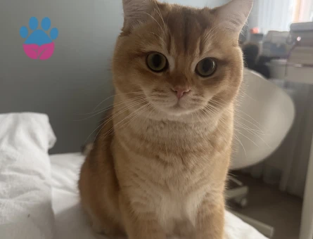 Kızgınlıkta British Shorthair Dişi Aranıyor