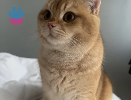 Kızgınlıkta British Shorthair Dişi Aranıyor
