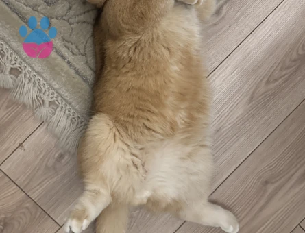 Kızgınlıkta British Shorthair Dişi Aranıyor