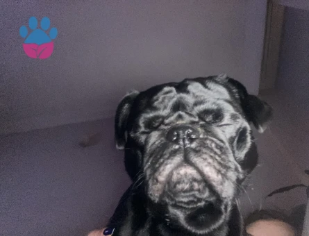 Pug 2 Yaşında Köpeğime Eş Arıyorum
