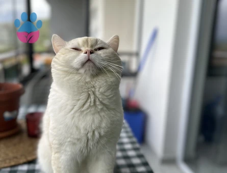 Edward oğlumuza eş arıyoruz..