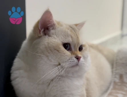 Edward oğlumuza eş arıyoruz..