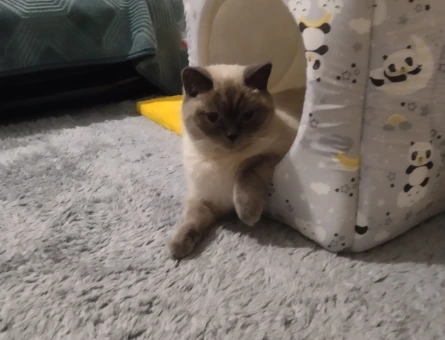 British Shorthair 1 Yaşındaki Kedime Eş Arıyorum - 118968567