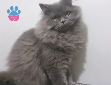 British longhair oğlumuza Dişi arıyoruz