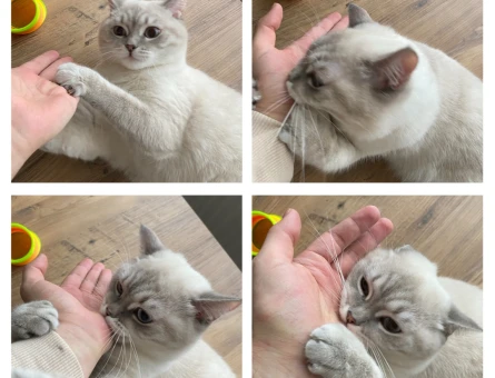 British Shorthair lynx point - 118968610