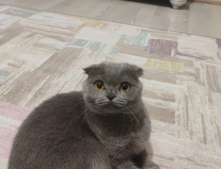 Scottish Fold 1 Yaşında Eş Arıyor - 118968616