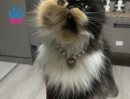 İran kedisi dişi çiftleştirme