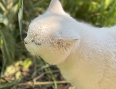 British Shorthair Dişi 10 aylık - 118977084