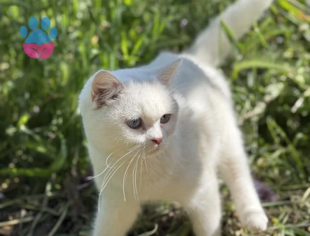 British Shorthair Dişi 10 aylık