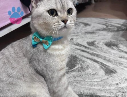 Silver british 7 aylık kedi