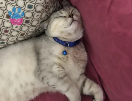 Silver british 7 aylık kedi