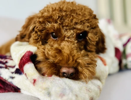 Poodle 1,5 yaş erkek - 118977097