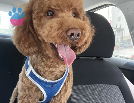 Poodle 1,5 yaş erkek