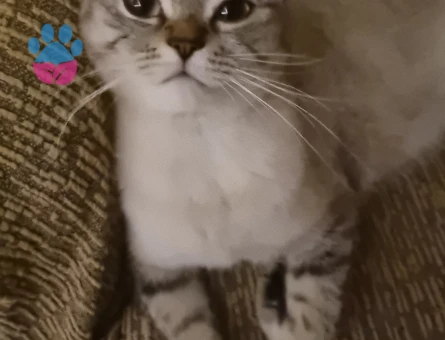 Kızımıza eş arıyoruz