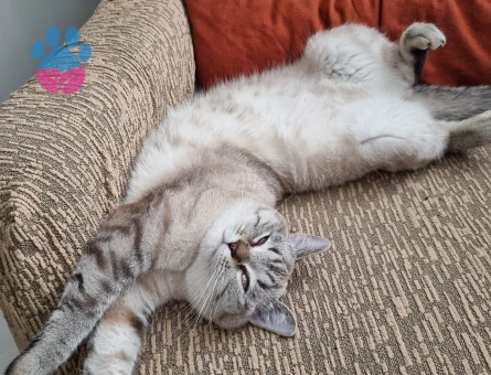 Kızımıza eş arıyoruz