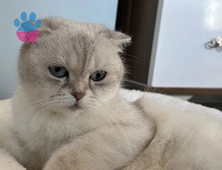 Scottish Fold 1 Yaşında PAMUK PRENSİNİ ARIYOR