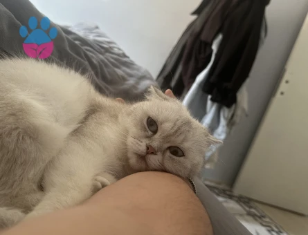 Scottish Fold 1 Yaşında PAMUK PRENSİNİ ARIYOR