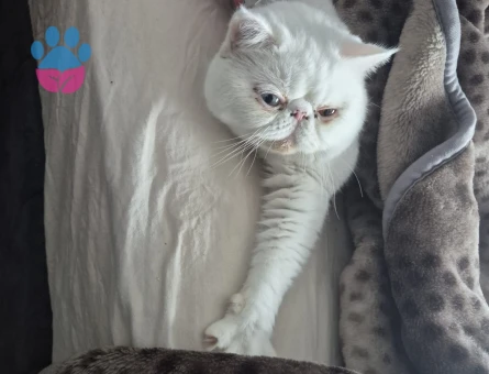 Exotic Shorthair 3 Yaşında Eş Arıyor