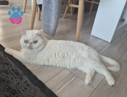 Exotic Shorthair 3 Yaşında Eş Arıyor