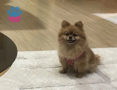 Pomernian Boo1 Yaşında Eş Arıyor