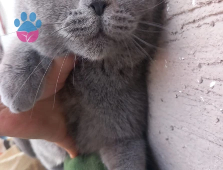 British Shorthair Dişi kedimize erkek eş arıyoruz